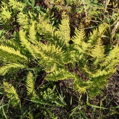 Athyrium sp – Athyriaceae – Crex Meadows State Wildlife Area (1) (Athyrium filix-femina s.l.)