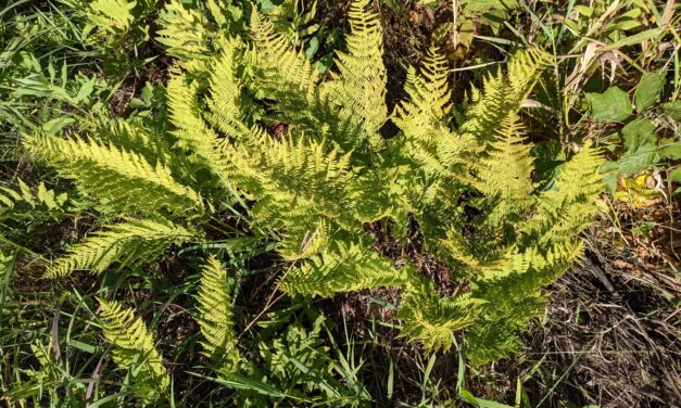 Athyrium filix-femina s.l.