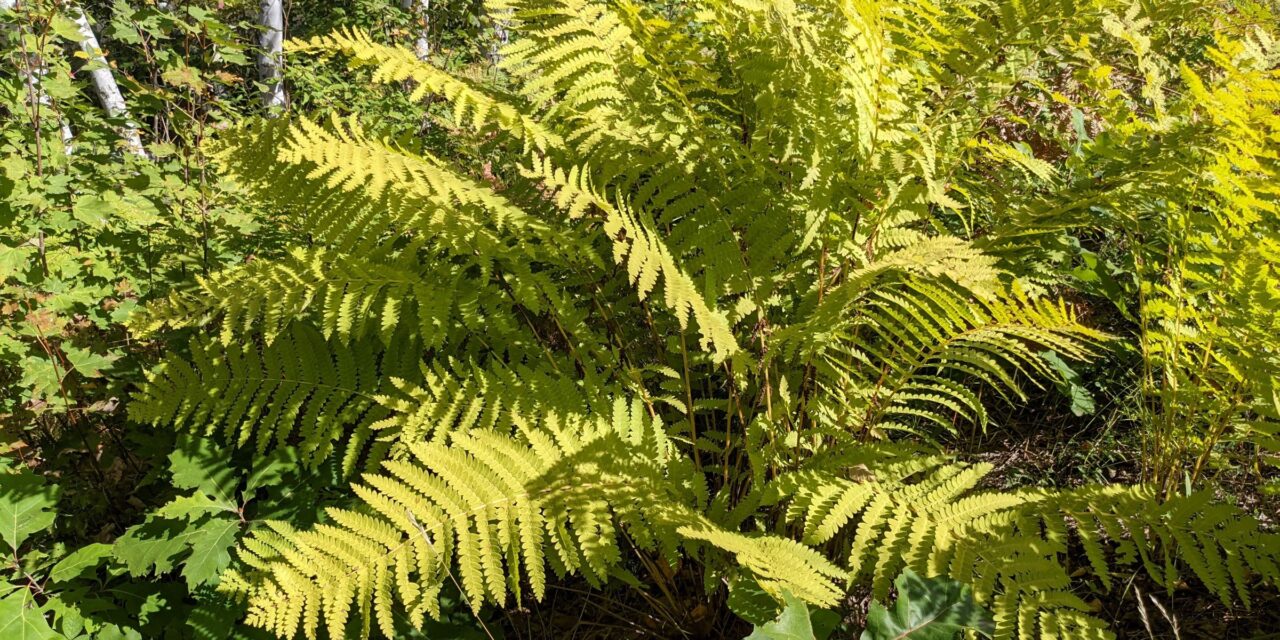 Osmunda claytoniana