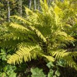 Osmunda claytoniana