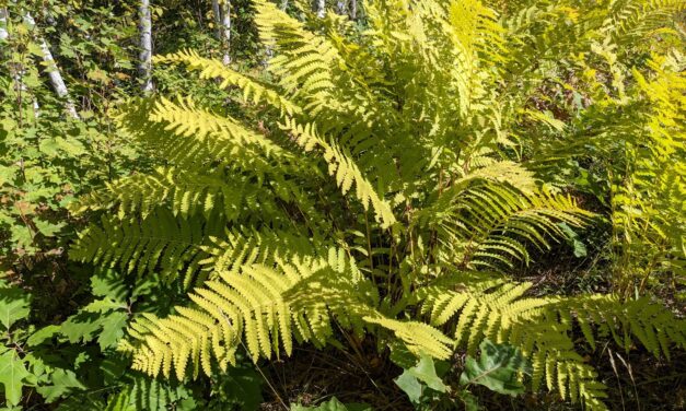 Osmunda claytoniana