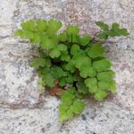 Adiantum capillus-veneris