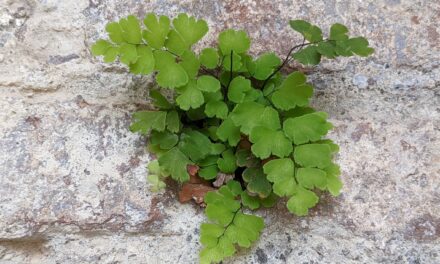 Adiantum capillus-veneris