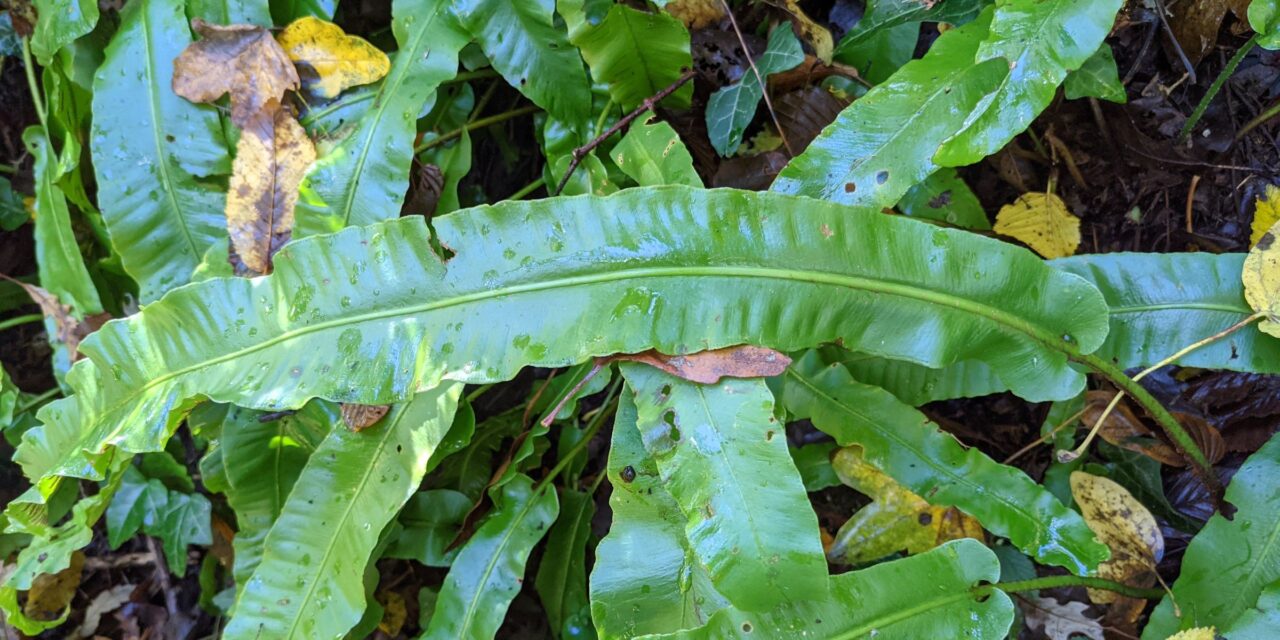 Asplenium scolopendrium