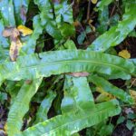 Asplenium scolopendrium