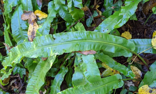 Asplenium scolopendrium