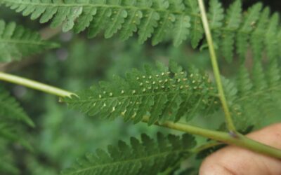Hypolepis stolonifera var. stolonifera