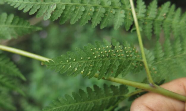 Hypolepis stolonifera var. stolonifera