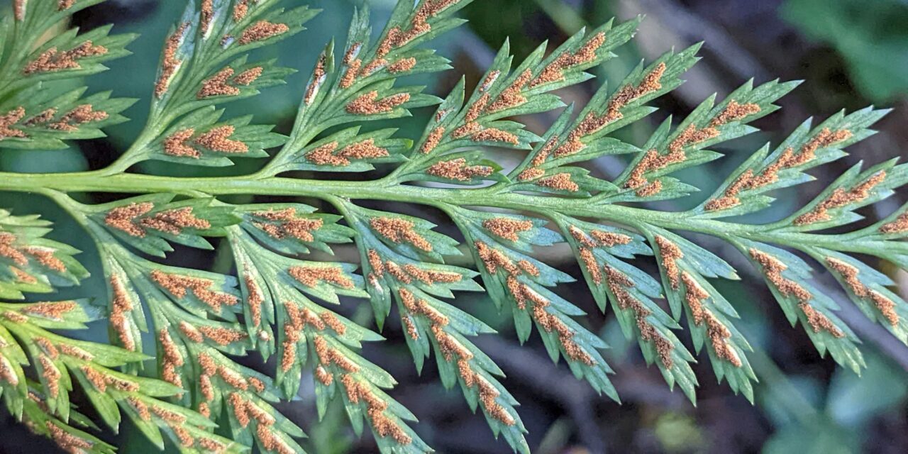 Asplenium adiantum-nigrum