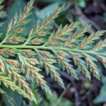 Asplenium adiantum-nigrum