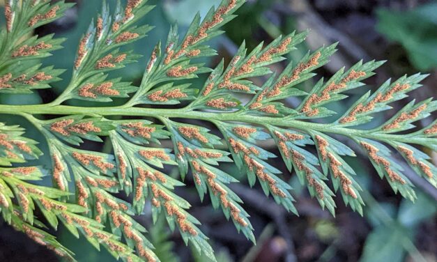 Asplenium adiantum-nigrum