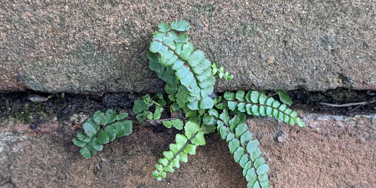 Asplenium quadrivalens