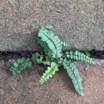 Asplenium quadrivalens