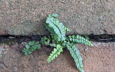 Asplenium quadrivalens