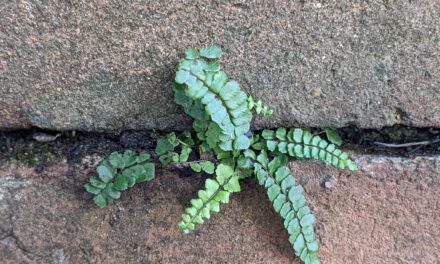 Asplenium quadrivalens