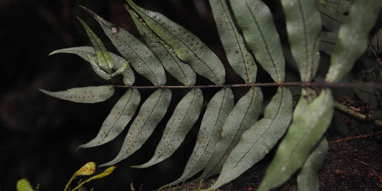 Serpocaulon fraxinifolium