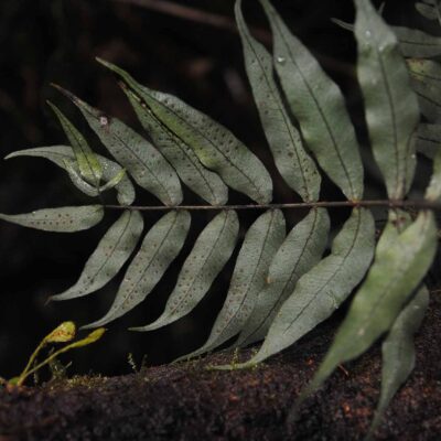 DSC_0396 (Serpocaulon fraxinifolium)