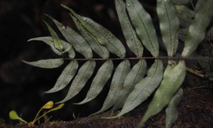 Serpocaulon fraxinifolium