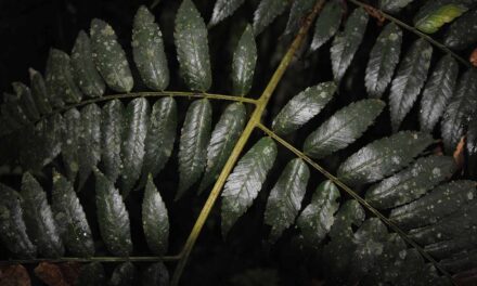 Polybotrya altescandens