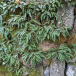 Asplenium ceterach