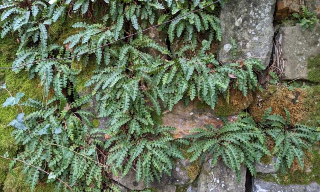 Asplenium ceterach