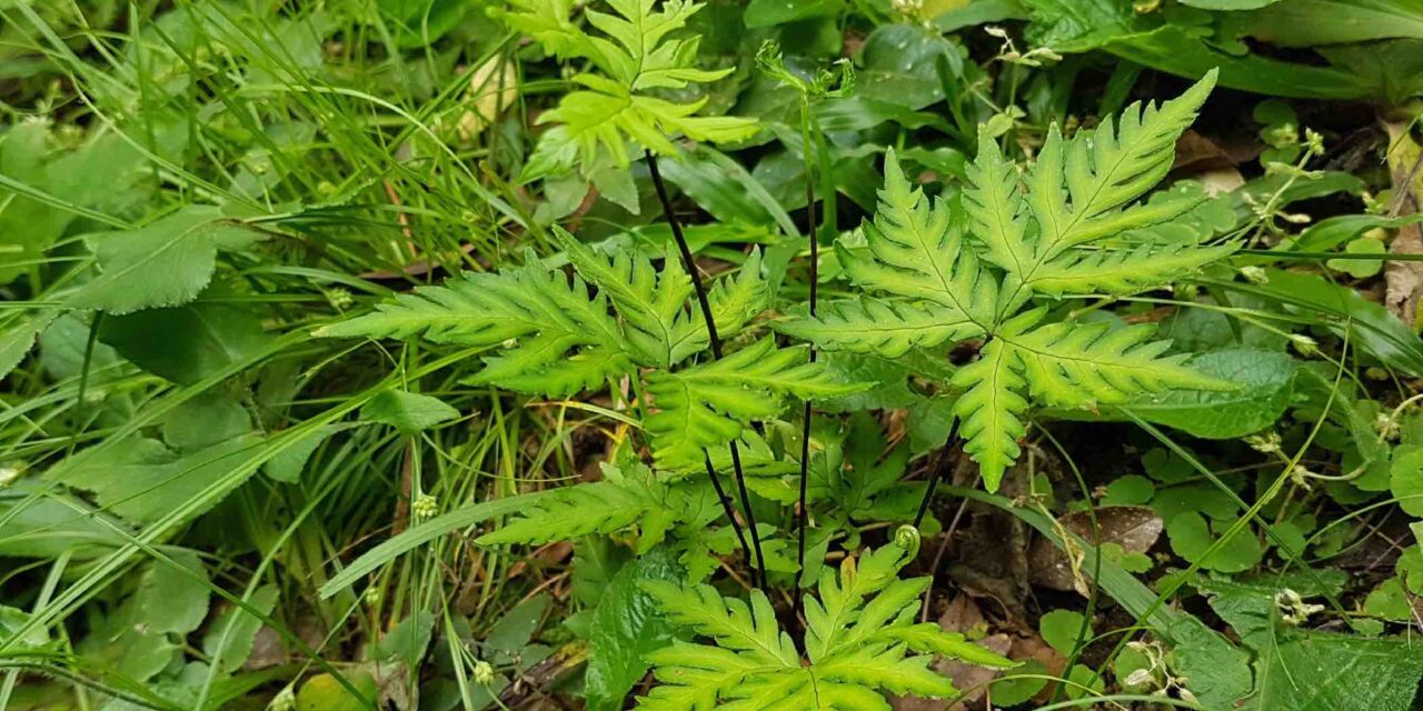 Doryopteris concolor