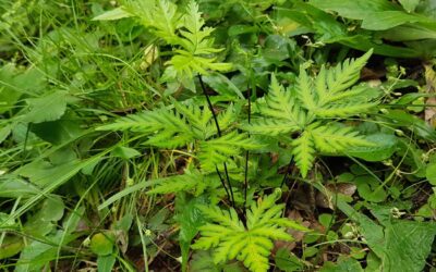 Doryopteris concolor