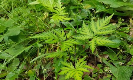 Doryopteris concolor