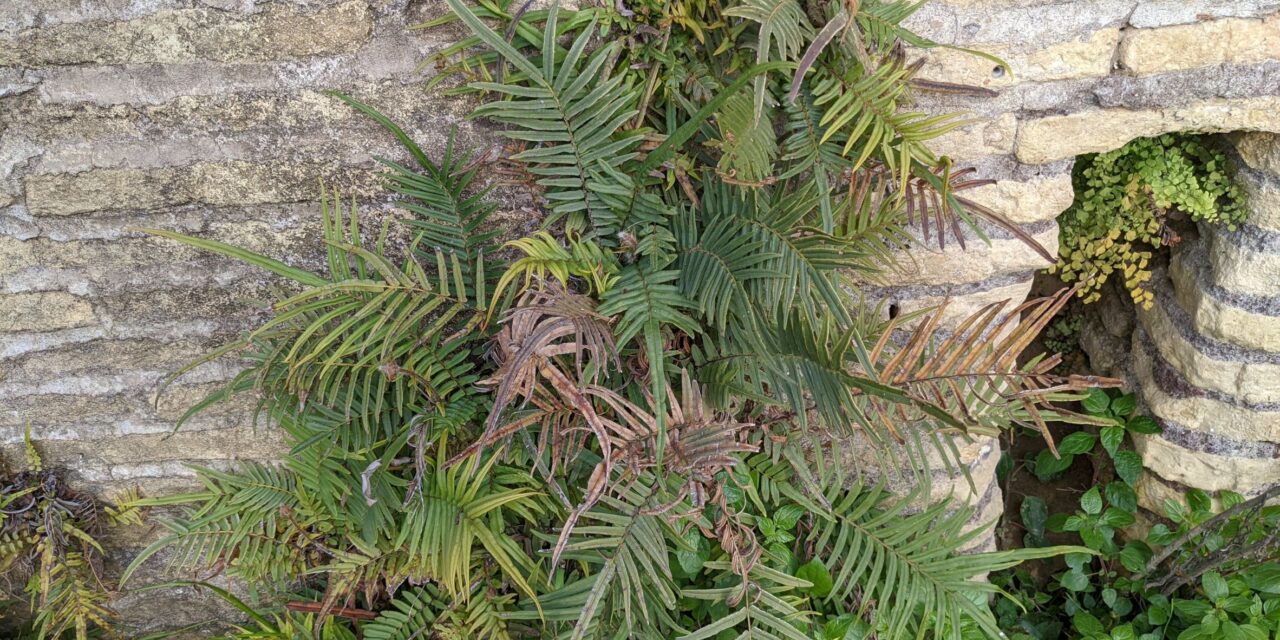 Pteris vittata