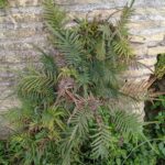 Ladder Fern – Pteris vittate – Pteridaceae – Tiber Island – Rome (2) (Pteris vittata)