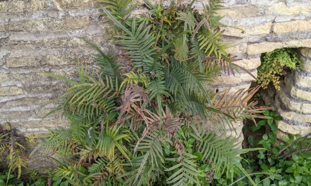 Pteris vittata