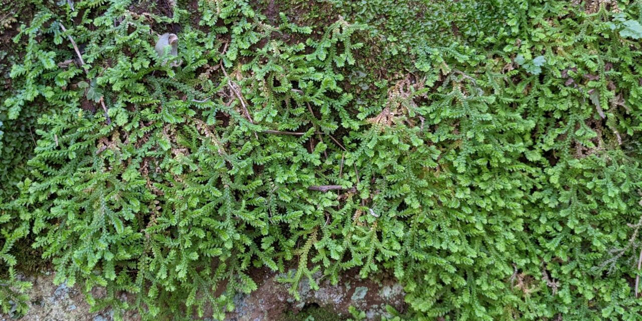 Selaginella denticulata