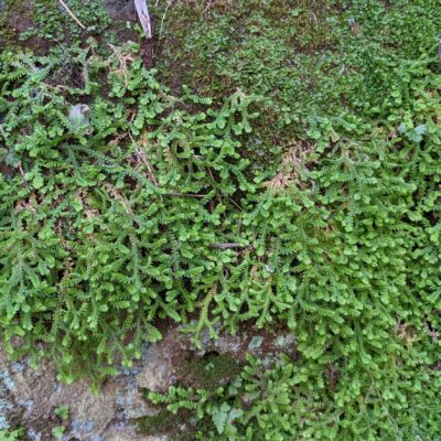 Swiss Clubmoss – Selaginella helvetica – Selaginellaceae – Necropolis Banditaccia – Cerveteri (13) (Selaginella denticulata)