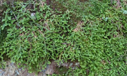 Selaginella denticulata