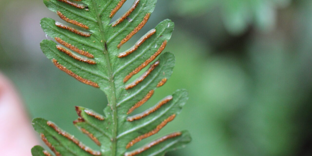 Pteris grevilleana