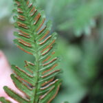 Pteris grevilleana