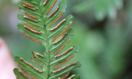 Pteris grevilleana