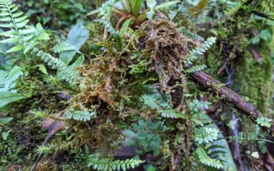 Ascogrammitis anfractuosa