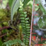 Ascogrammitis anfractuosa – Polypodiaceae – Tapir Trail – San Isidro (9) (Ascogrammitis anfractuosa)