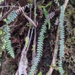 Ascogrammitis pichinchae – Polypodiaceae – Upper Trail – San Isidro (1) (Ascogrammitis pichinchae)
