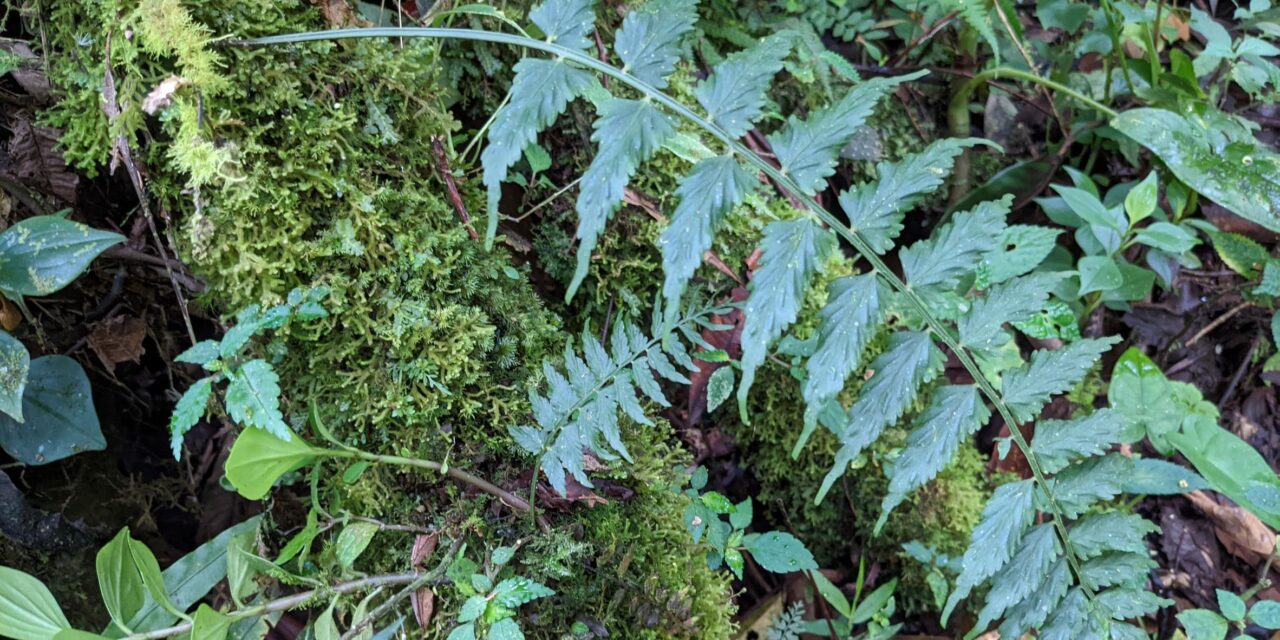 Asplenium auriculatum