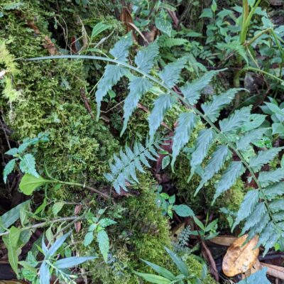 Asplenium auriculatum – Aspleniaceae – Upper Trail – San Isidro (1) (Asplenium auriculatum)