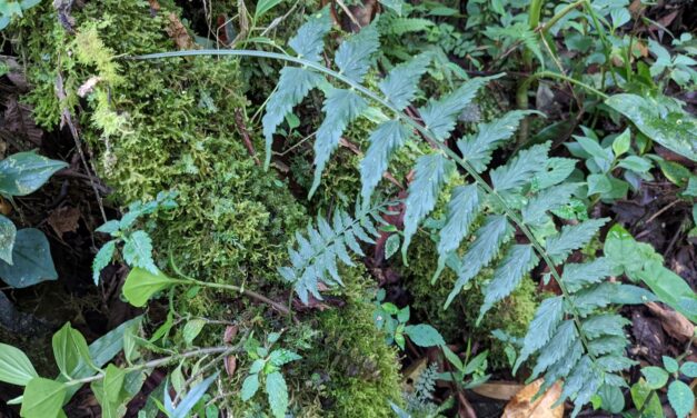 Asplenium auriculatum