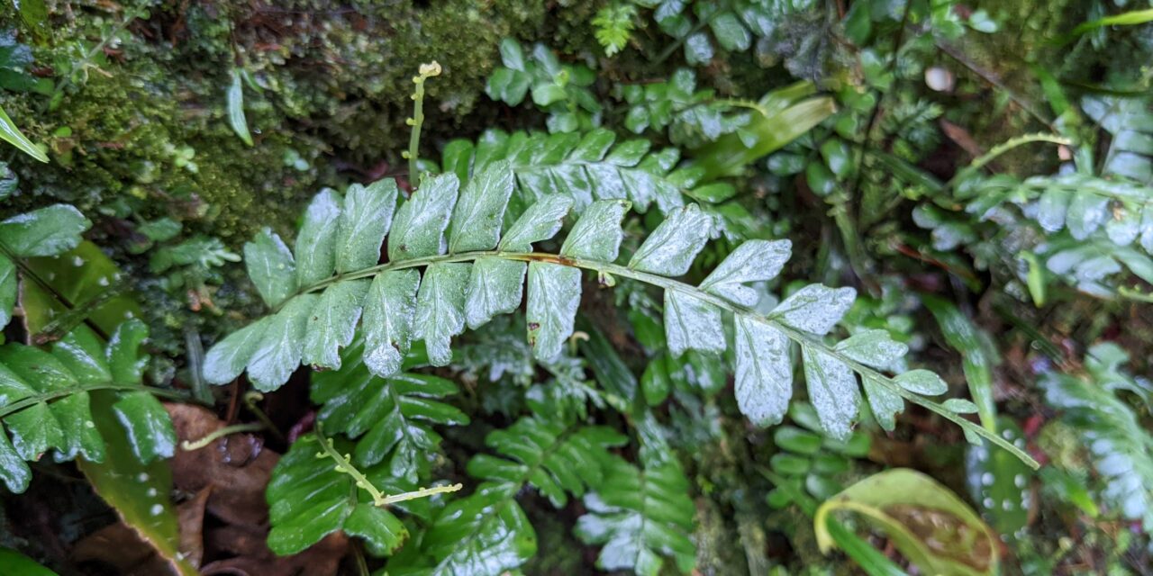 Asplenium cirrhatum