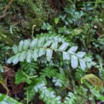 Asplenium cirrhatum