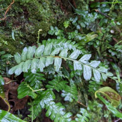 Asplenium cirrhatum – Aspleniaceae – Tapir Trail – San Isidro (5) (Asplenium cirrhatum)