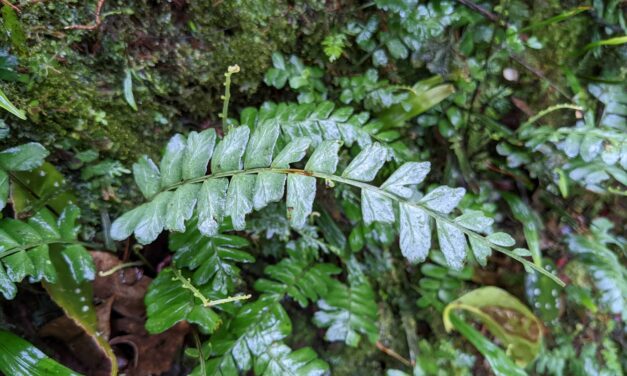 Asplenium cirrhatum