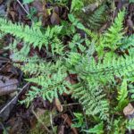 Asplenium cuspidatum