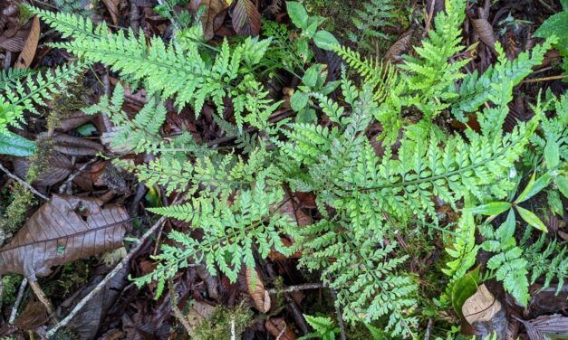 Asplenium cuspidatum