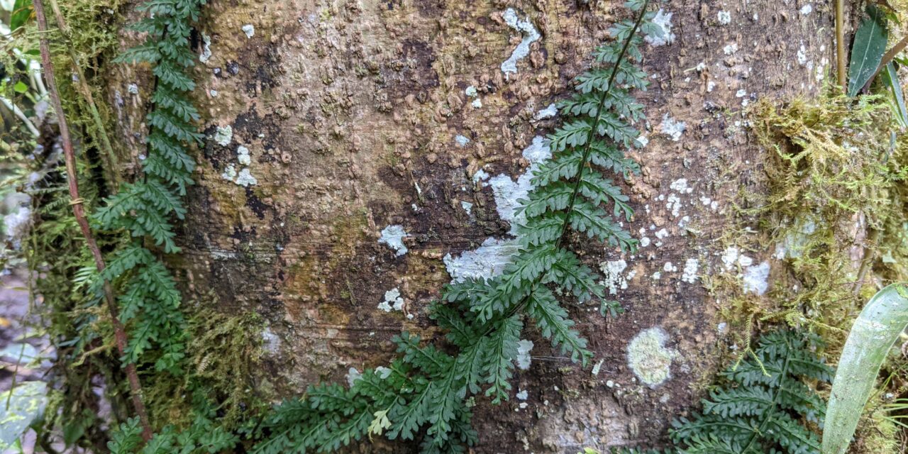 Asplenium rutaceum